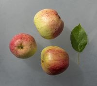 Bardsey apple